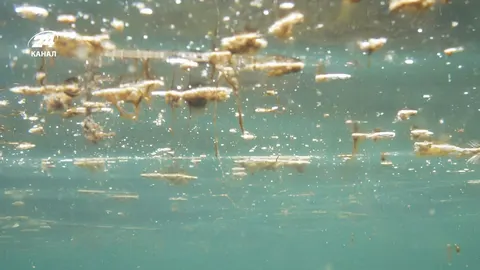 Токсичні водорості на пляжах Італії: що варто знати туристам