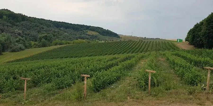 Пізня малина на Вінниччині: сезон стартував із запізненням, але ціна сягнула 150 гривень