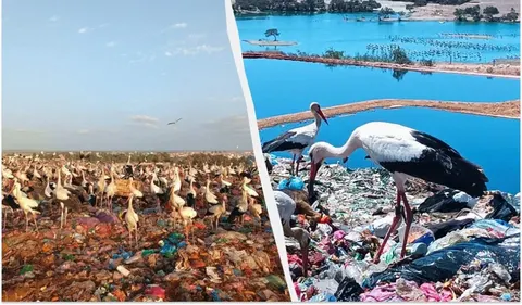 Лелеки з України та Європи зимують у Марокко: що розповідає проєкт White Stork P
